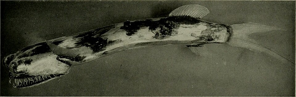 telescopefishfoto